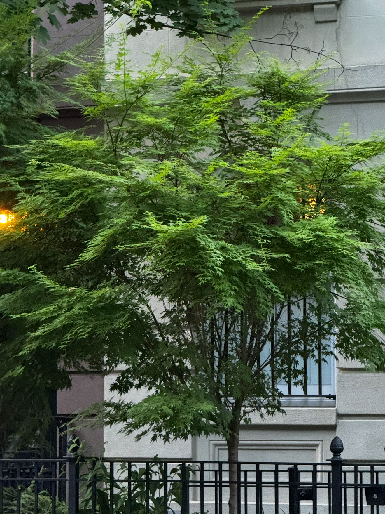 A Perfect Sidewalk Tree