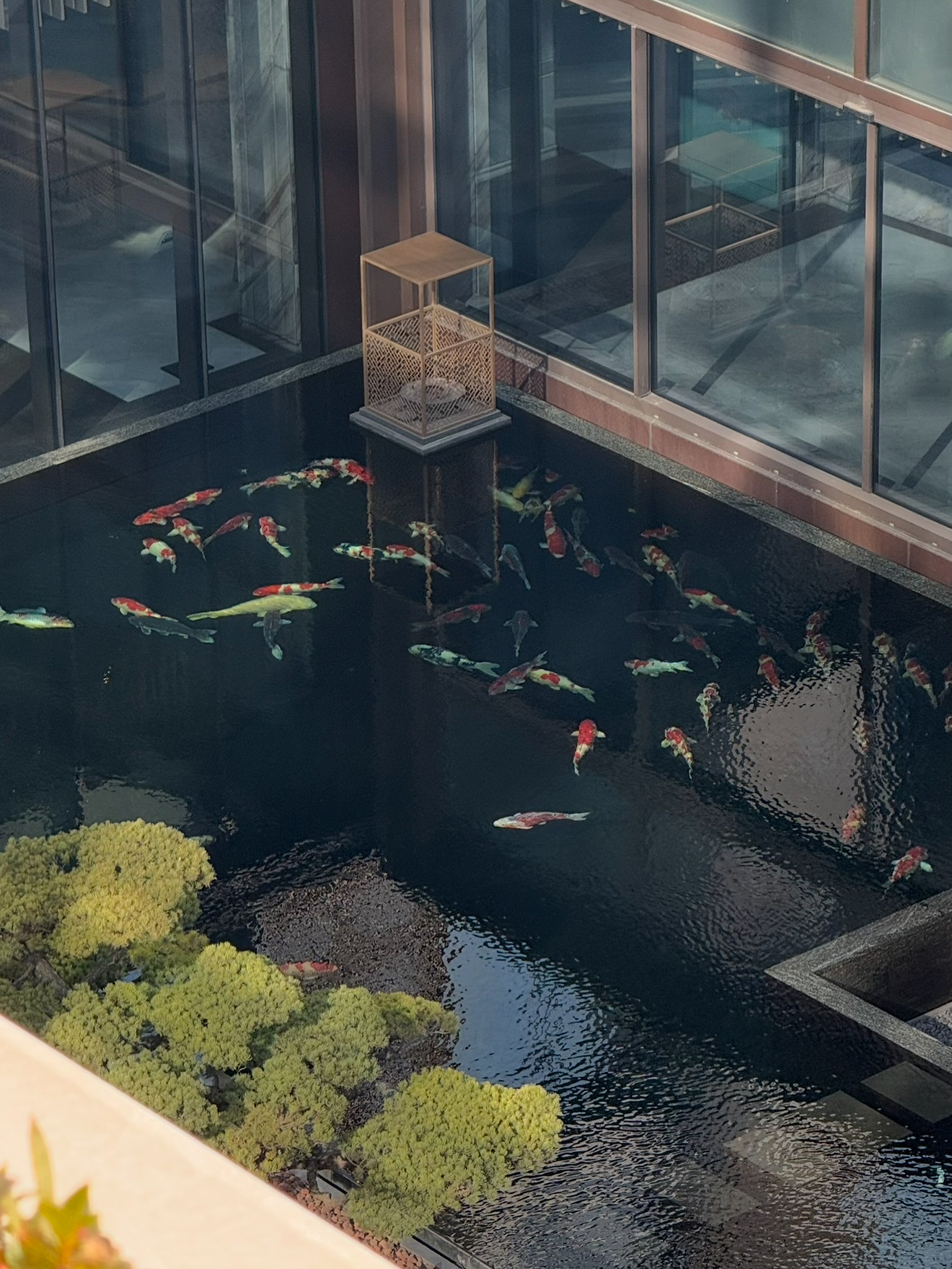 Koi Pond